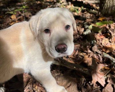 Child. Tan/yellow/fawn. Microchipped. Meet Jagger, he s an adorable 8 week old lab mix. He is simply adorable and so lovable. He loves being held and following you around wherever you go. Jagger has perfected the sad puppy eyes, but don t be fooled, he s outgoing, silly, loving and so playful. He adores children and is so adorable playing with them. He gets along great with other dogs and has b...