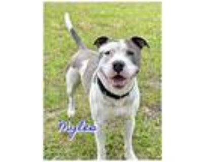 Myles, Staffordshire Bull Terrier For Adoption In Ocala, Florida