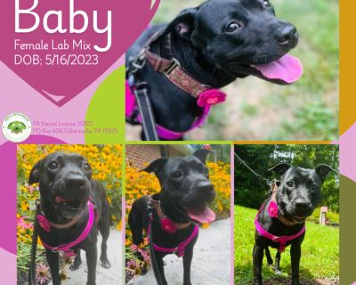 Baby - Labrador Retriever Mix Female Dog for Adoption