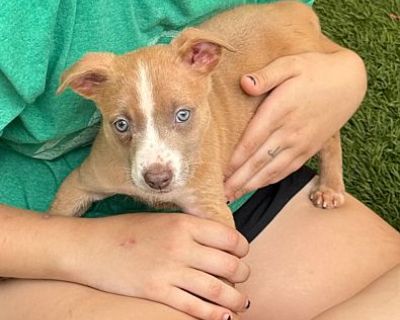 Fairy - American Pit Bull Terrier Female Puppy for Adoption