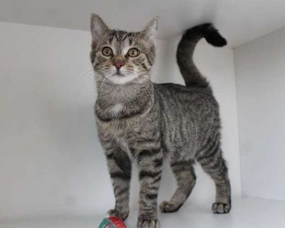 Dandy Dimples is a little bundle of joy who is just waiting for a forever home where she can show off her playful, silly side. This cheerful kitten loves to clown around, chase toys, and explore every nook and cranny always with a big personality and a heart full of curiosity. She s also social and adaptable! Based on her age, Dandy Dimples should do well with kids, other cats, and even dogs, a...