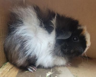 Flower - Guinea Pig Female for Adoption