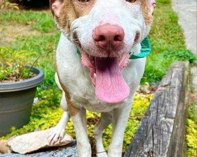 Hazelnut - Border Collie & American Staffordshire Terrier Mix Female Dog for Adoption