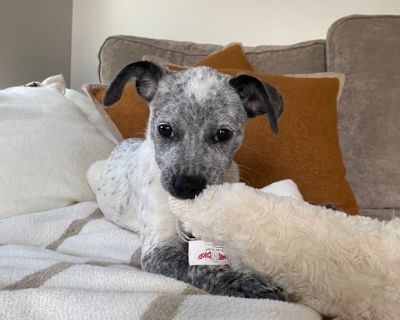 Annie - Bluetick Coonhound & Cattle Dog Mix Female Puppy for Adoption