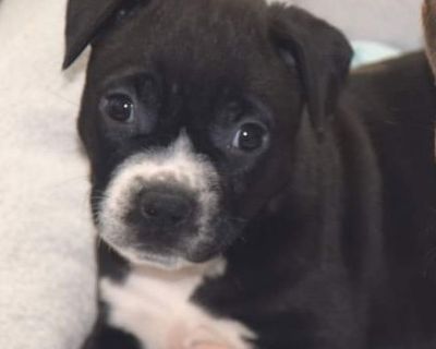 Sage - Boxer Mix Female Puppy for Adoption