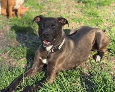 Big Ben - American Pit Bull Terrier/German Shepherd Dog Mix Male Dog for Adoption