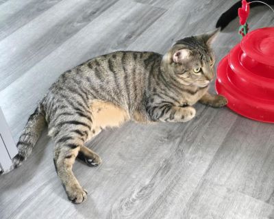 Cinnamon - Domestic Short Hair Female Cat for Adoption