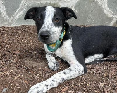 Jenni - Australian Cattle Dog / Blue Heeler & Labrador Retriever Mix Female Dog for Adoption