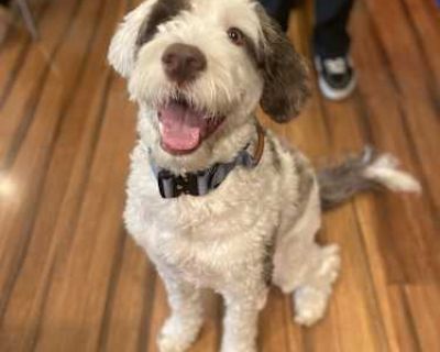 Chandler - Portuguese Water Dog Male Dog for Adoption