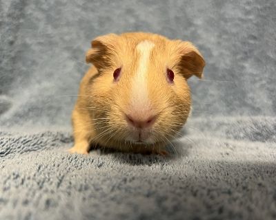 Gazey - Guinea Pig Female for Adoption