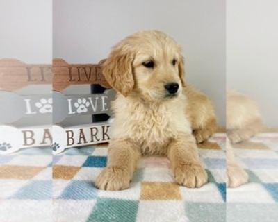 8 Weeks Old * Availability Date: 10/29/2025 * Shipping Area: Pick Up Only * Payment Method: Paypal, Credit Cards, Cash *. My adorable and playful AKC Golden Retriever puppies are looking for their forever home! They have completed deworming and are up to date on their vaccines. The puppies have been socialized with children, cats, and other animals. I am available for you to come and meet them ...