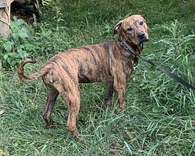 Artemis - American Pit Bull Terrier Female Puppy for Adoption