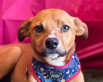 Canelo - Labrador Retriever & Black Mouth Cur Mix Male Puppy for Adoption