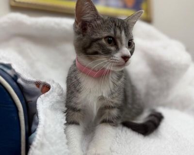 Guppy Fish - Domestic Short Hair & Tabby Mix Male Cat for Adoption