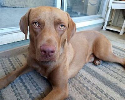 Guy - Labrador Retriever Male Puppy for Adoption