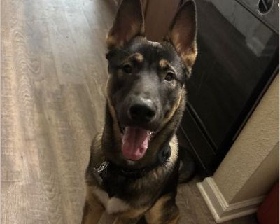Elloitt - Male Puppy German Shepherd for Adoption
