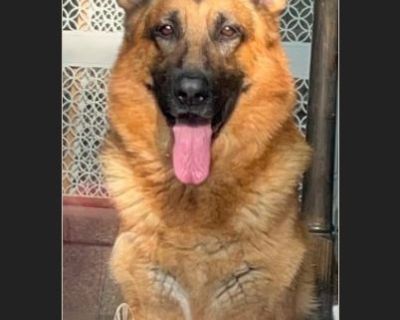 Bishop - Male Adult German Shepherd for Adoption