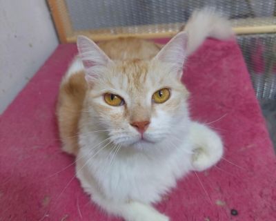 Meet Shams A Ray of Sunshine Shams (which means sun) is a 3.54-year-old male who will brighten your life with his playful, affectionate personality. He's a true people-cat he loves humans more than anything else and never gets tired of giving kisses and cuddles. If you're looking for a constant companion who will fill your days with love, Shams is the one. About Shams: Age: 3.54 years old Perso...