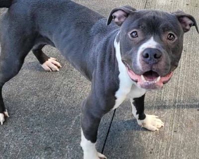 Young. Gray/silver/salt & pepper - with white. Vaccinated. Meet our handsome blue boy named Eros! Eros is about 1.5 years old and he came to our shelter after he was found roaming in a park in town. He is a goofy and outgoing boy who loves people! Eros is a larger boy who needs to gain some weight, but he is a great eater and is already looking better since being with us. He knows how to sit fo...