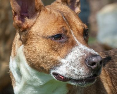 Cozy - Australian Cattle Dog / Blue Heeler Mix Female Dog for Adoption