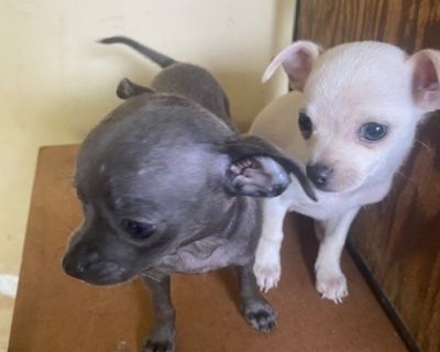 Dogs Tiny PomPoo &amp; Chihuahua Pups for sale very loveable &amp; Playful $400/ea...