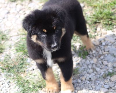 1 Male and 2 Female Australian Shepherd Puppies for Sale