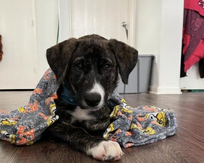 Willow : Sweet Cuddlebug - Labrador Retriever Mix Female Puppy for Adoption