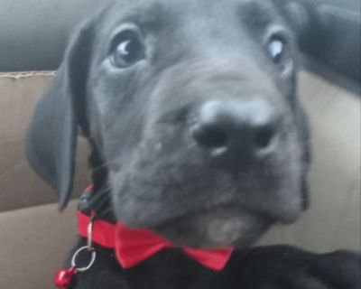 Great Dane pup from champion bloodlines.. Mother is a European Blue Dane Father is a Black Euro/Amer Mantle **Both parents registered
Best offer today gets pup
Puppy has amazing temperament and eagerness to learn and please.. make an offer pick yours up today