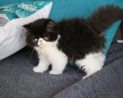Enzo - Exotic Male Kitten For Sale