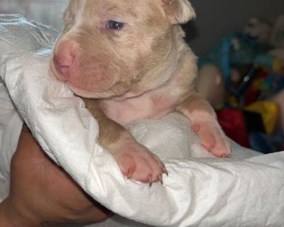 Puppies for sale