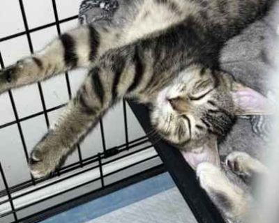 Tigress, Willow Grove PS (FCID 10\/3\/2025-108) - Domestic Shorthair Female Cat for Adoption