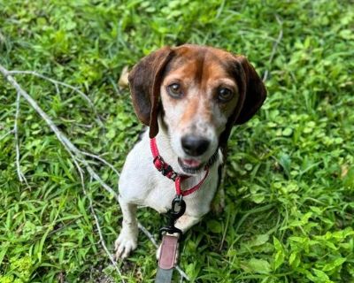 Ernie - Beagle Male Dog for Adoption