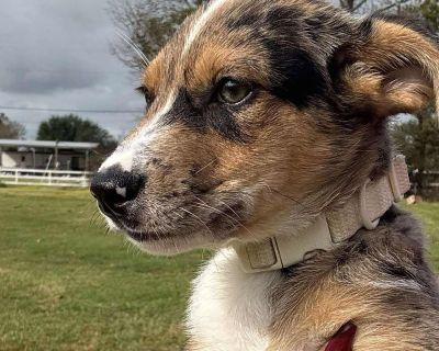 Meet Fritta! Fritta is now looking for her forever home. Fritta is cute baby a Aussie, she is about 7 weeks old. Fritta is very sweet and playful; she is kid, dog and cat friendly. Fritta sleeps well in a kennel overnight and used puppy pads well. Fritta is UTD on all vaccines, Microchipped, & UTD on Heartworm/Flea/Tick preventions. Her adoption fee is $200 and includes age-appropriate vaccines...