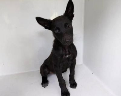 Ruby - German Shepherd Dog & Australian Kelpie Mix Female Puppy for Adoption