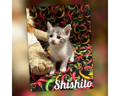 Shishito - Domestic Shorthair Male Cat for Adoption