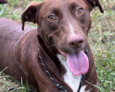 Dixie - Chocolate Labrador Retriever Female Dog for Adoption