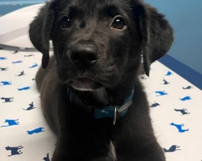 Sidekick - Mixed Breed Male Puppy for Adoption