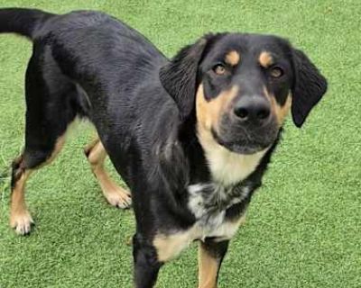 Amy - Hound (Unknown Type) Female Dog for Adoption