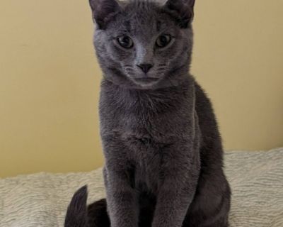 Storm - American Shorthair Male Cat for Adoption