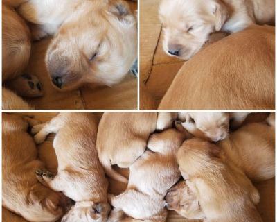 AKC Golden Retriever