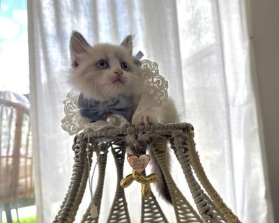 Female Ragdoll Kitten