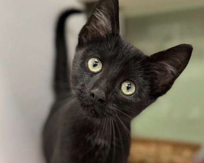 Child. Hair: long. Adoption process The first step in the adoption process is to come to the shelter to meet the pet in person. We will have you fill out a questionnaire to confirm the pet is a good fit for your family. If you are selected, there is an adoption contract and adoption fee we will have you complete. Please bring your Driver's License or other photo ID to complete the adoption proc...