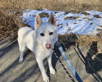 Pudding - Toy Fox Terrier/Jindo Mix Male Dog for Adoption