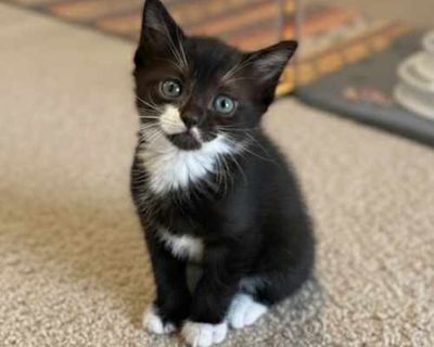 Breed DSH tuxedo Female Weight growing Estimated Age 2 months (late November) If you are interested in adopting this cat, please fill out our cat adoption questionnaire at https://www.shelterluv.com/matchme/adopt/HTAR/Cat. For questions, email saufenka@yahoo.com. HOW TO MEET THIS CAT: You can meet this cat in a foster home. LOCATION: Foster home ADOPTION COORDINATOR: Shana, saufenka@yahoo.com A...