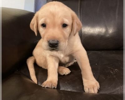 Litter of 8 - Labrador Retriever Male Puppy for Sale