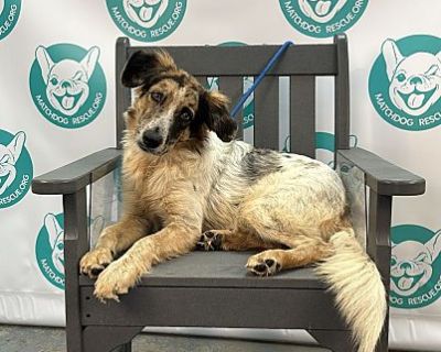 CELINE 28 POUNDS - Australian Shepherd Female Puppy for Adoption