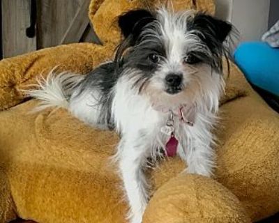 Sophie - Chihuahua/Shih Tzu Mix Female Dog for Adoption