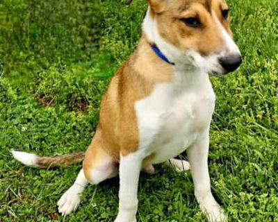 PUPPY NASH - Beagle/Hound (Unknown Type) Mix Male Dog for Adoption