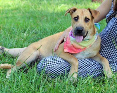 Bailee - Anatolian Shepherd Mix Female Puppy for Adoption