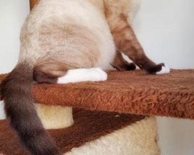 Leo - Ragdoll Male Kitten For Sale